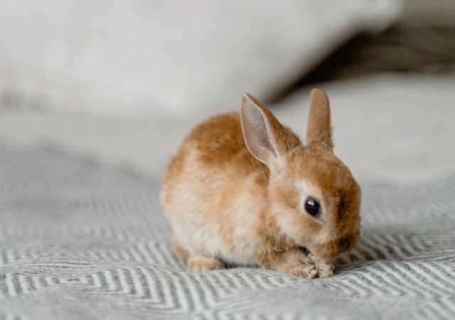 ペットのネザーランドドワーフ